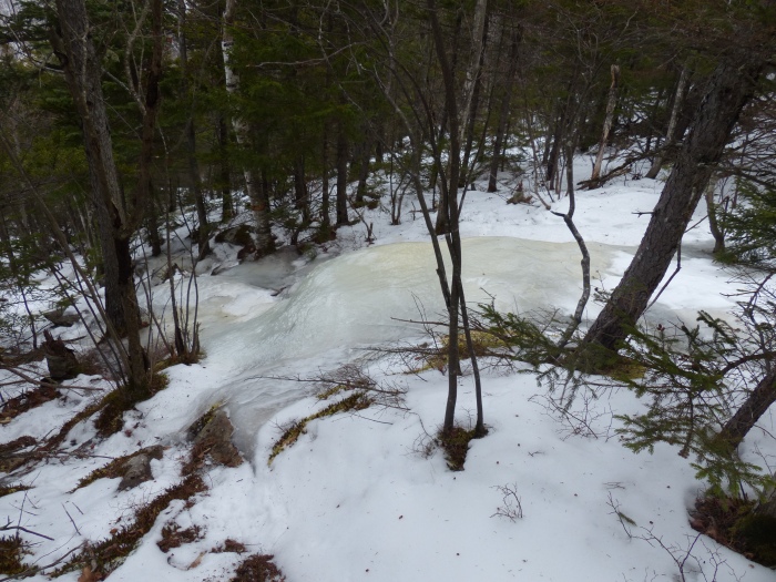 Ice on the Blueberry Ridge trail
